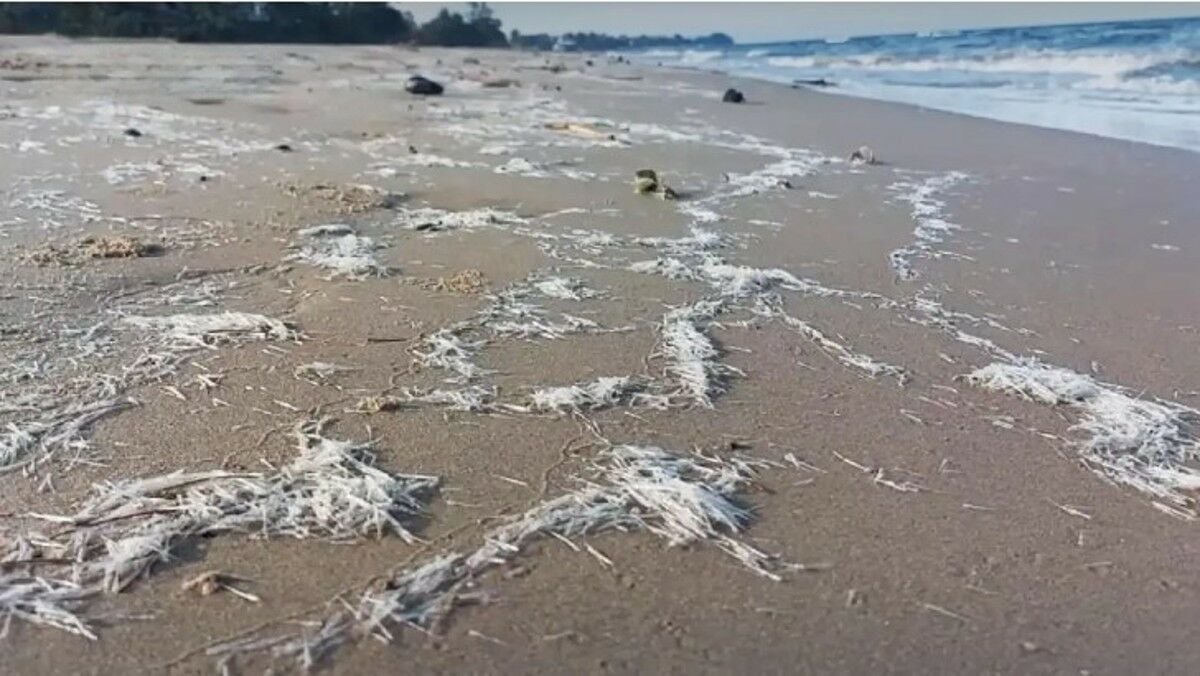 Tourists flee Pranburi Beach over mysterious needle-like creatures