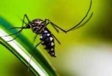 Venomous bites are on the rise in Thailand this rainy season