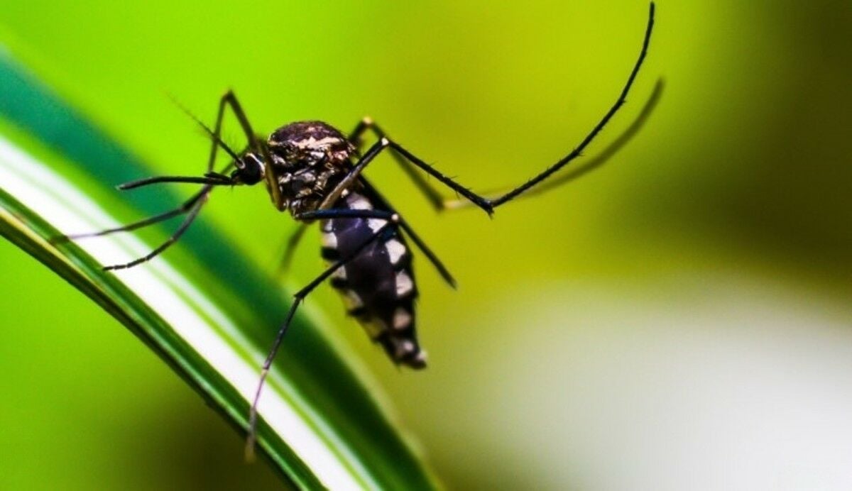 Venomous bites are on the rise in Thailand this rainy season