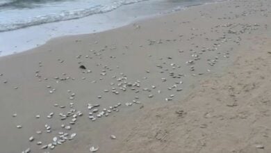 Thousands of dead fish wash ashore in Patong, alarming locals