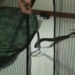 Boy survives cobra bite in Maha Sarakham housing estate (video) | Thaiger