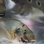 Fishing for solutions: Thailand turns invasive tilapia into tasty sauce | Thaiger