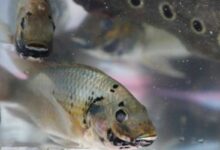 Fishing for solutions: Thailand turns invasive tilapia into tasty sauce | Thaiger