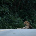 Leopard spotted in Kaeng Krachan National Park in Phetchaburi | Thaiger