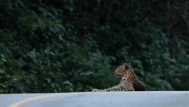 Leopard spotted in Kaeng Krachan National Park in Phetchaburi