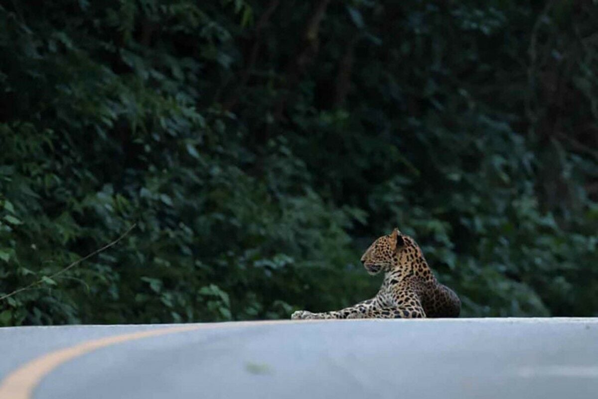 Leopard spotted in Kaeng Krachan National Park in Phetchaburi