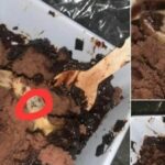 Thai cake shop in controversy for gecko surprise | Thaiger