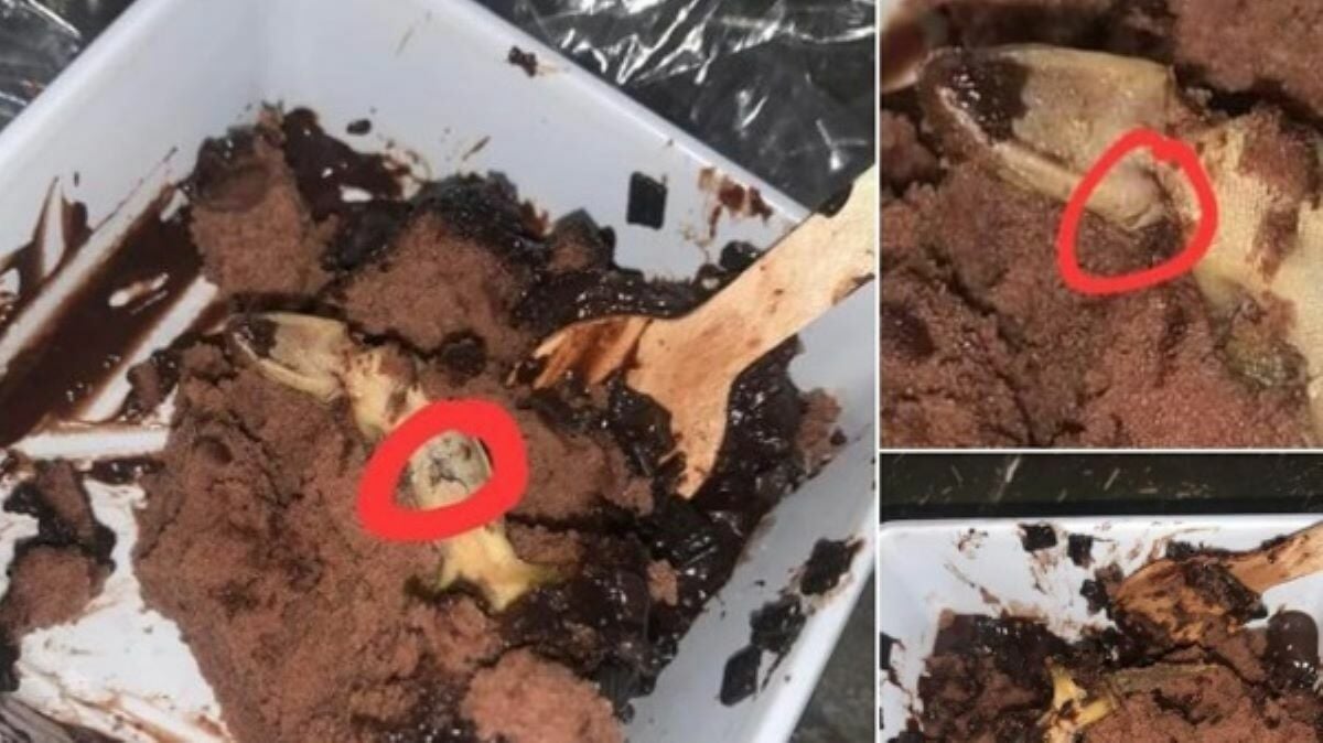 Thai cake shop in controversy for gecko surprise