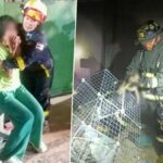 Fire kills 11 cats and injures five in Bangkok home | Thaiger