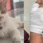 Cat-astrophic bill: Cat bite leads to 410,000 baht infection | Thaiger