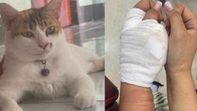 Cat-astrophic bill: Cat bite leads to 410,000 baht infection