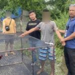 Fowl play: Man busted for snatching rooster as pricey pet | Thaiger