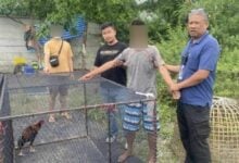 Fowl play: Man busted for snatching rooster as pricey pet