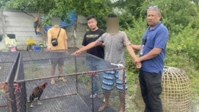 Fowl play: Man busted for snatching rooster as pricey pet