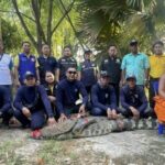 Crocodile captured after escaping temple enclosure in Kalasin | Thaiger