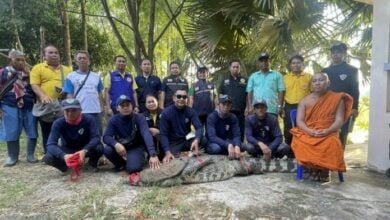 Crocodile captured after escaping temple enclosure in Kalasin