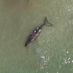 Dugong deaths rise, experts warn of drastic decline in Andaman Sea | Thaiger