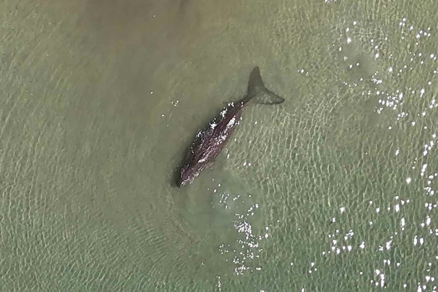 Dugong deaths rise, experts warn of drastic decline in Andaman Sea