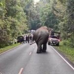 Khao Yai park clarifies contractor resigned amid elephant concerns | Thaiger