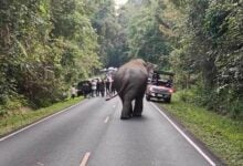 Khao Yai park clarifies contractor resigned amid elephant concerns