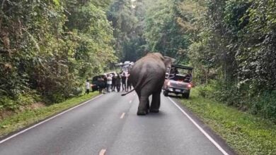 Khao Yai park clarifies contractor resigned amid elephant concerns