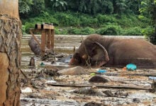 Two elephants drown amid severe flooding in Chiang Mai park