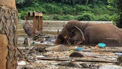 Two elephants drown amid severe flooding in Chiang Mai park