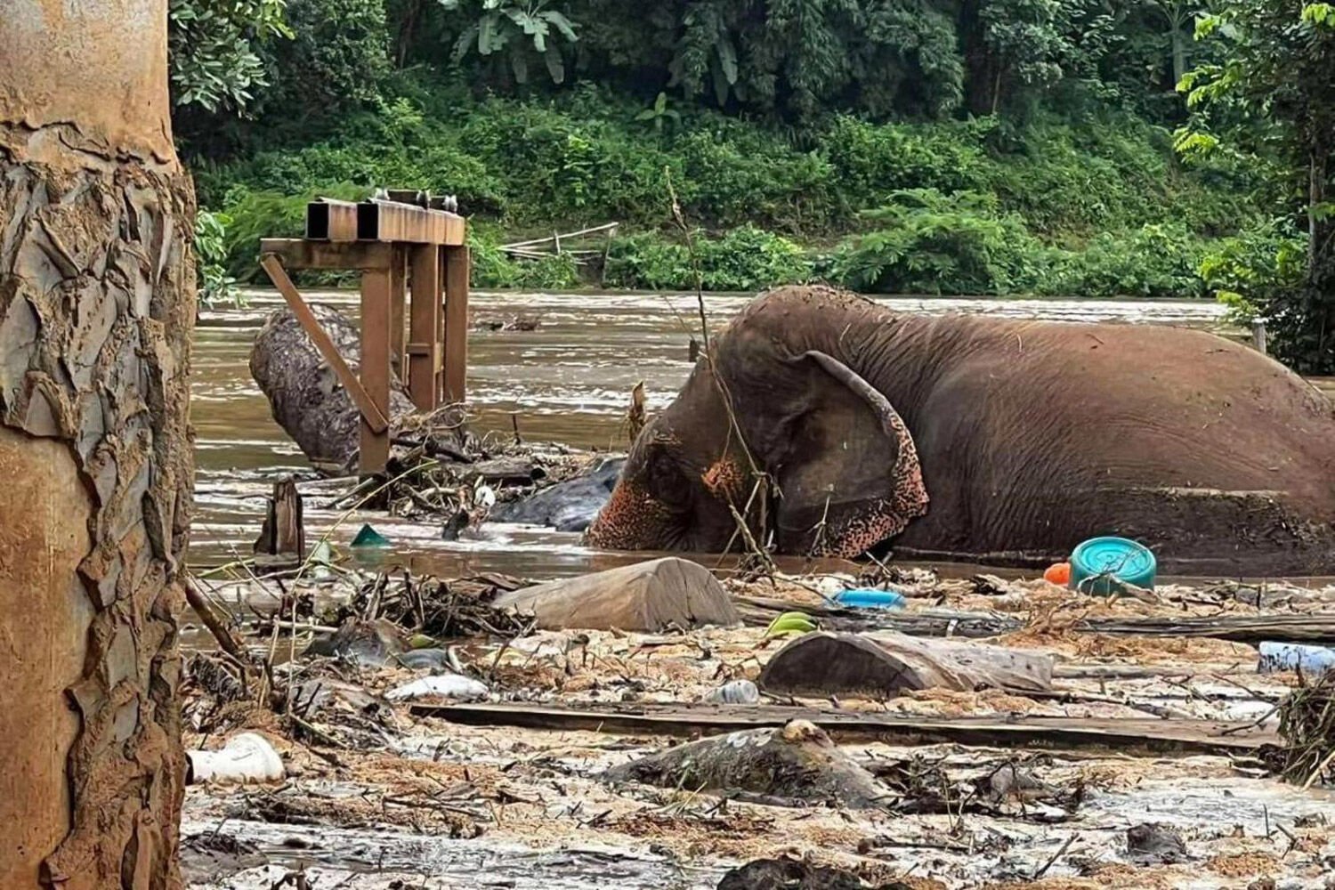 Two elephants drown amid severe flooding in Chiang Mai park