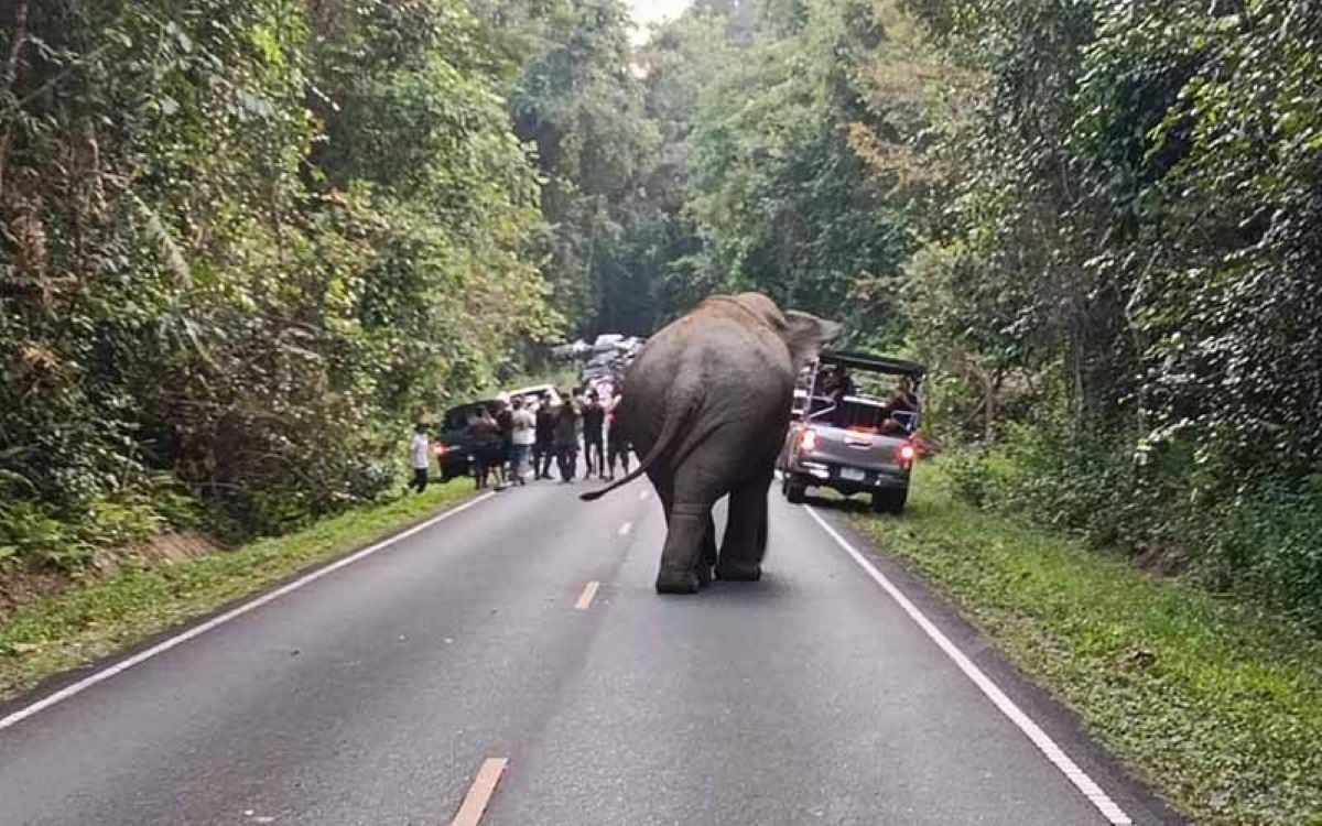 Khao Yai park clarifies contractor resigned amid elephant concerns