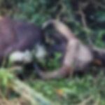 Gaur carcass found in Thai pineapple plantation, foul play suspected | Thaiger