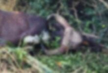 Gaur carcass found in Thai pineapple plantation, foul play suspected