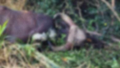 Gaur carcass found in Thai pineapple plantation, foul play suspected