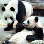 Panda-monium: Giant pandas to strengthen Thailand-China ties | Thaiger