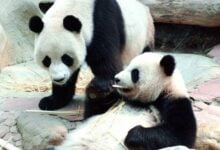 Panda-monium: Giant pandas to strengthen Thailand-China ties