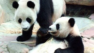 Panda-monium: Giant pandas to strengthen Thailand-China ties