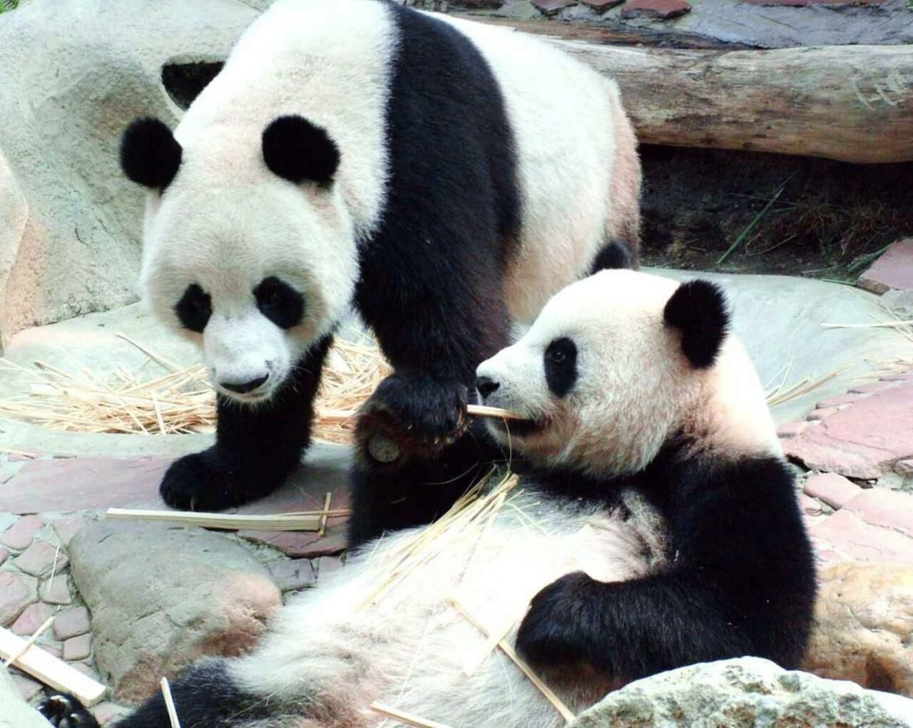 Panda-monium: Giant pandas to strengthen Thailand-China ties