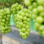 Shine Muscat scandal: Grapes of wrath as dodgy imports leave a sour taste | Thaiger