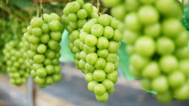 Shine Muscat scandal: Grapes of wrath as dodgy imports leave a sour taste