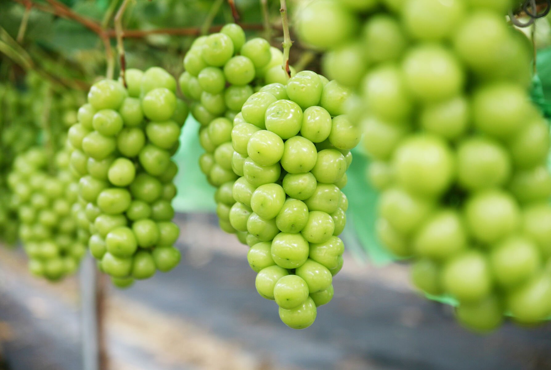 Shine Muscat scandal: Grapes of wrath as dodgy imports leave a sour taste