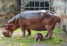 Hippo hooray! Sisaket zoo celebrates new exotic addition