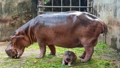 Hippo hooray! Sisaket zoo celebrates new exotic addition