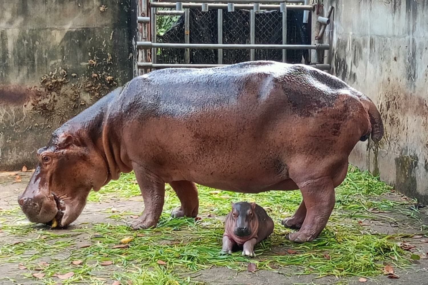 Hippo hooray! Sisaket zoo celebrates new exotic addition