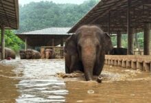 Elephant carcass found in Chiang Mai after severe flooding