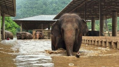 Elephant carcass found in Chiang Mai after severe flooding | Thaiger