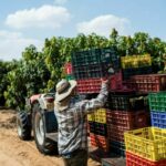 Thai worker killed by leftover ammunition in Israeli orchard | Thaiger