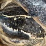 Phimai residents flock to lucky turtle for lottery numbers | Thaiger