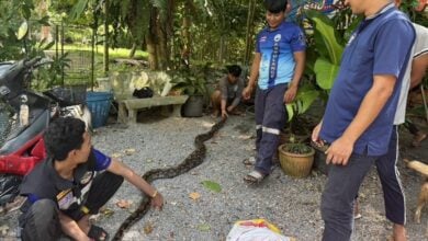 Snake snack attack: Python’s kitten meal causes a hissy fit in grocery