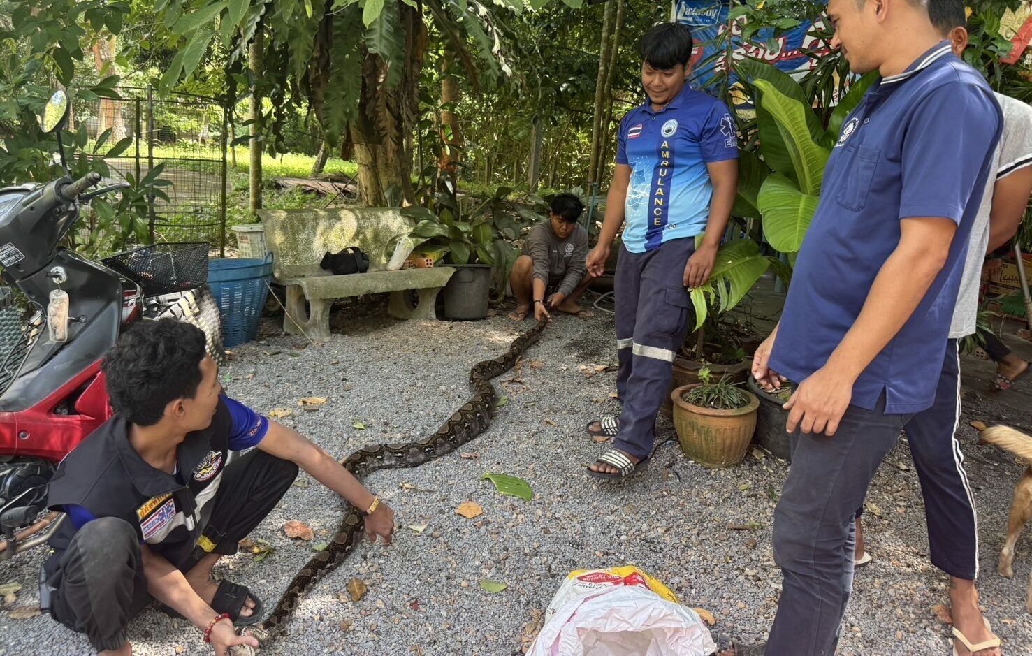 Snake snack attack: Python’s kitten meal causes a hissy fit in grocery