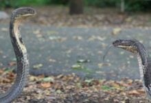 New king cobra species discovered in Thailand (video)