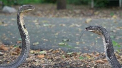 New king cobra species discovered in Thailand (video)